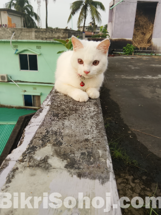 Persian mixed breed cat